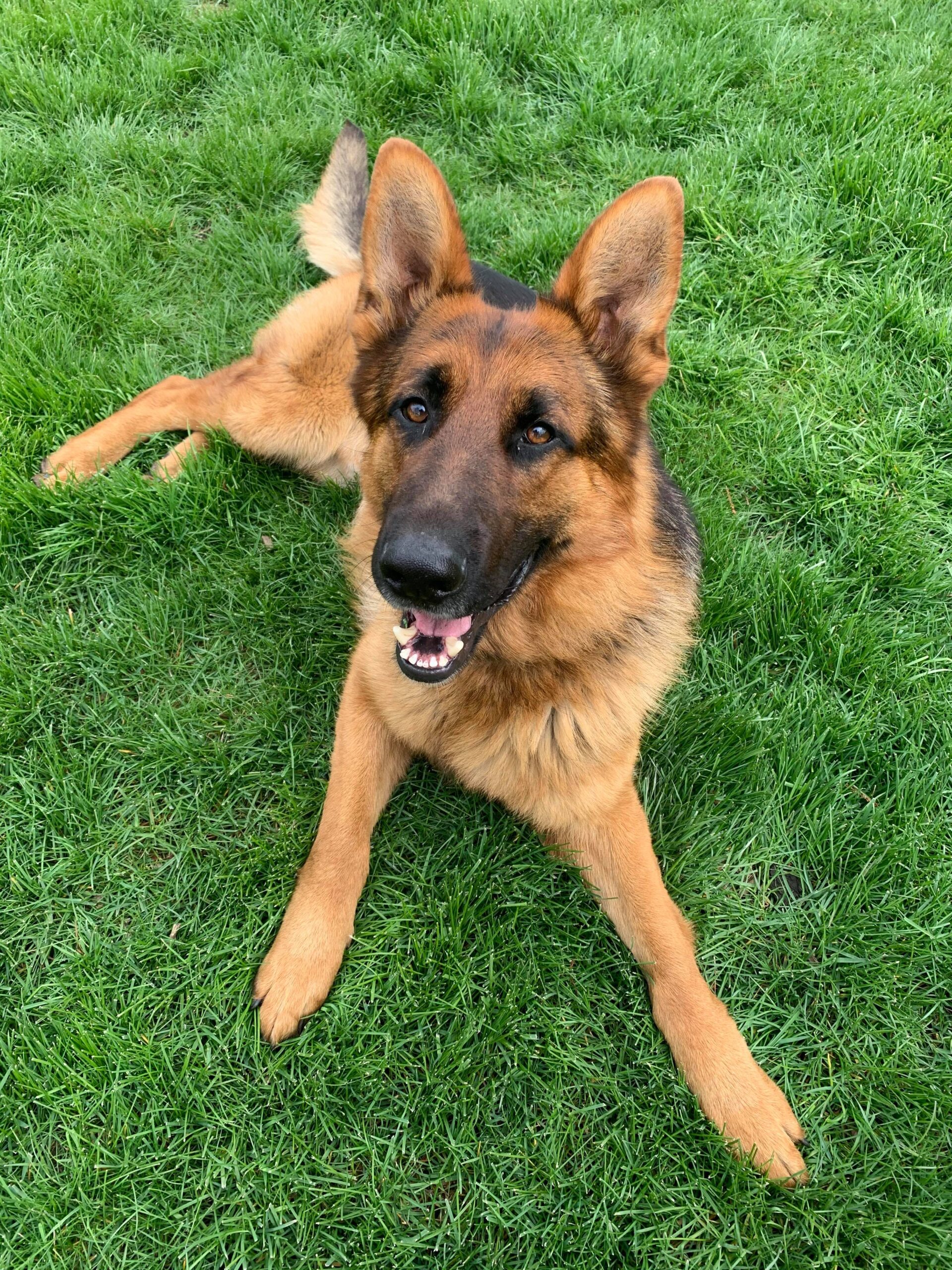 Rescue german hot sale shepherd near me